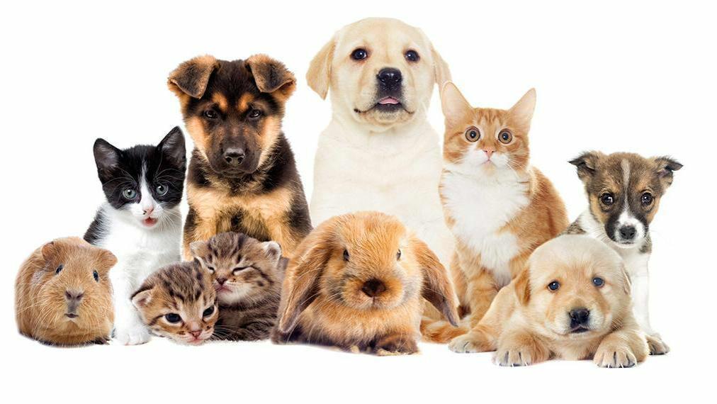 Werelddierendag